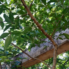 Searsia chirindensis