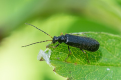 Cantharidae