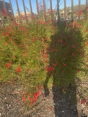 Russelia equisetiformis