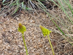 Bulbine capitata