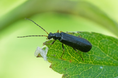 Cantharidae
