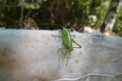 Tettigonia