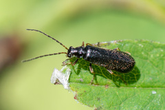 Cantharidae