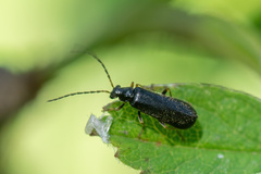 Cantharidae
