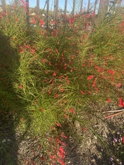 Russelia equisetiformis