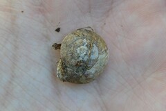 Helicigona lapicida