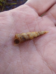 Turritellinella tricarinata