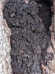Lichinaceae