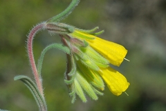 Onosma erecta