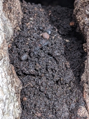 Lichinaceae