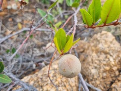Ancylobothrys capensis