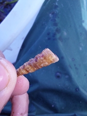 Turritellinella tricarinata