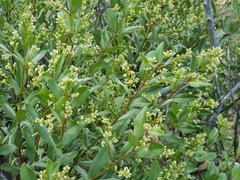 Ozoroa paniculosa