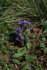 Gentianella ramosa