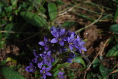 Gentianella ramosa