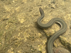 Regina septemvittata