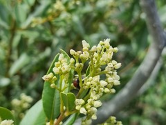 Ozoroa paniculosa