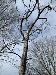 Fraxinus nigra
