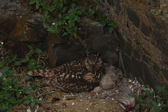 Bubo bengalensis