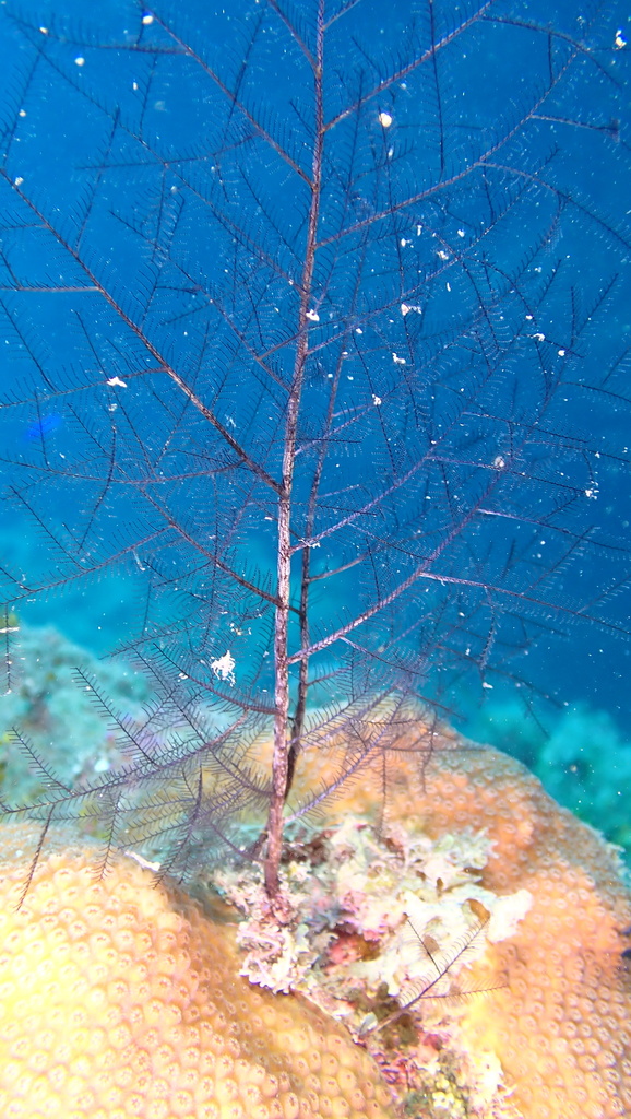 black bush hydroid