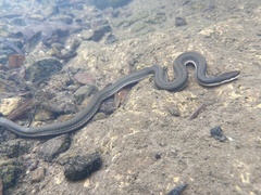 Regina septemvittata