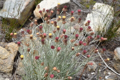 Syncarpha gnaphaloides