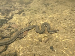 Regina septemvittata