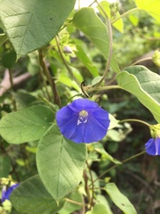 Jacquemontia pentanthos