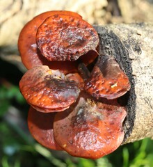 Flammulina velutipes