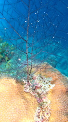 Macrorhynchia clarkei