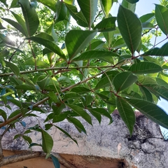 Searsia chirindensis