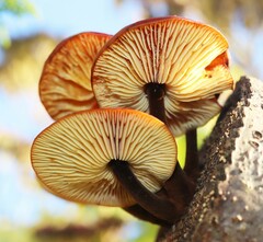 Flammulina velutipes