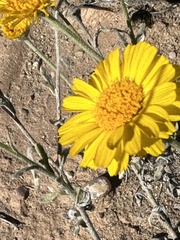 Baileya multiradiata