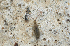 Entomobryidae