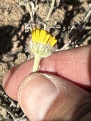 Baileya multiradiata