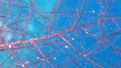 Macrorhynchia clarkei