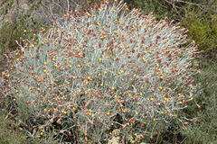 Syncarpha gnaphaloides