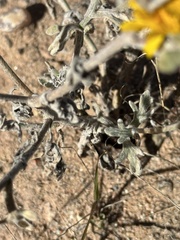 Baileya multiradiata