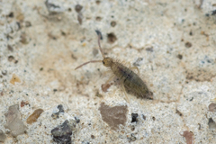Entomobryidae
