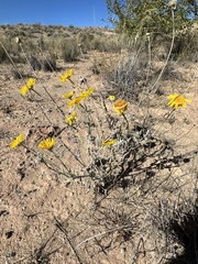 Baileya multiradiata