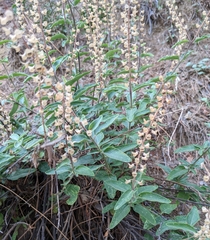 Teucrium