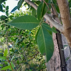 Searsia chirindensis