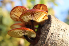 Flammulina velutipes