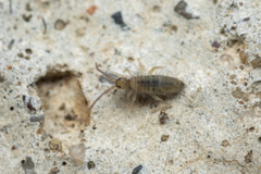 Entomobryidae