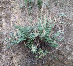 Teucrium
