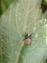 Phiale roburifoliata
