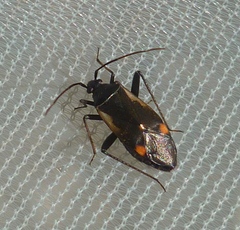 Adelphocoris seticornis