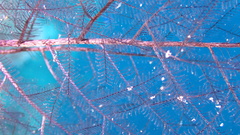 Macrorhynchia clarkei
