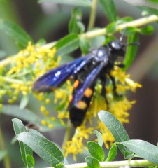 Pygodasis quadrimaculata