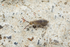 Entomobryidae